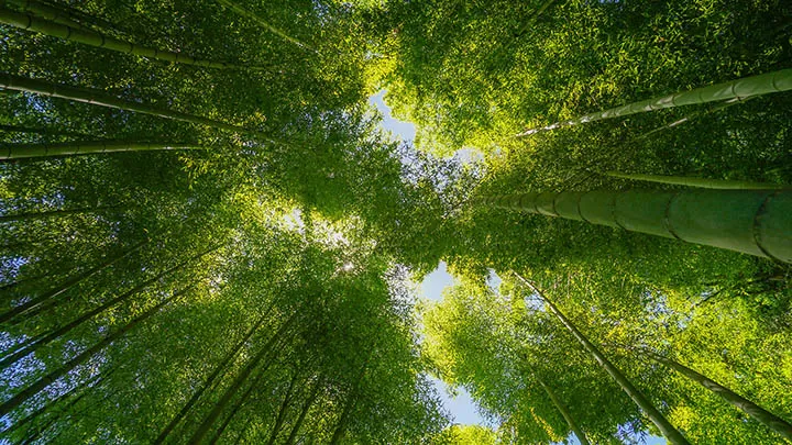 澳门大三巴，百年风华：中葡文化交融的历史见证与未来展望 一